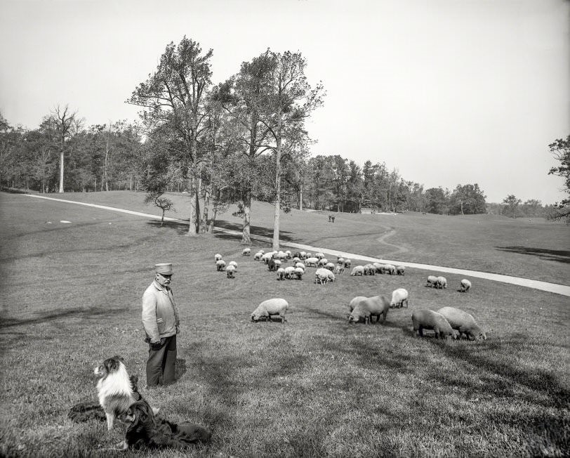 Sheep In Prospect Park, Brooklyn, 1905
