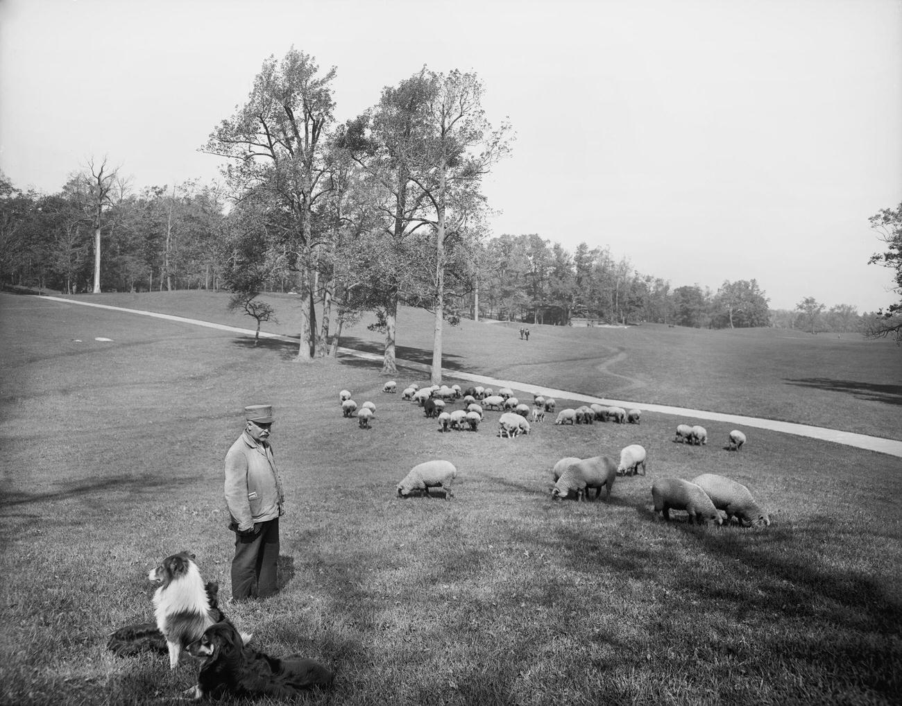 Sheep Grazing In Prospect Park, Brooklyn, 1900