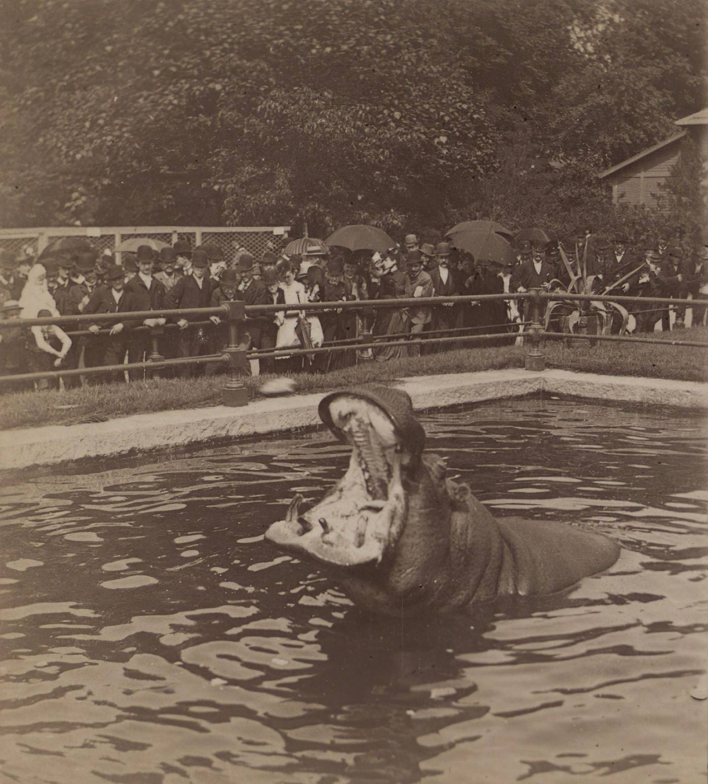 Hippopotamus Feeding, Central Park, Manhattan, 1860S
