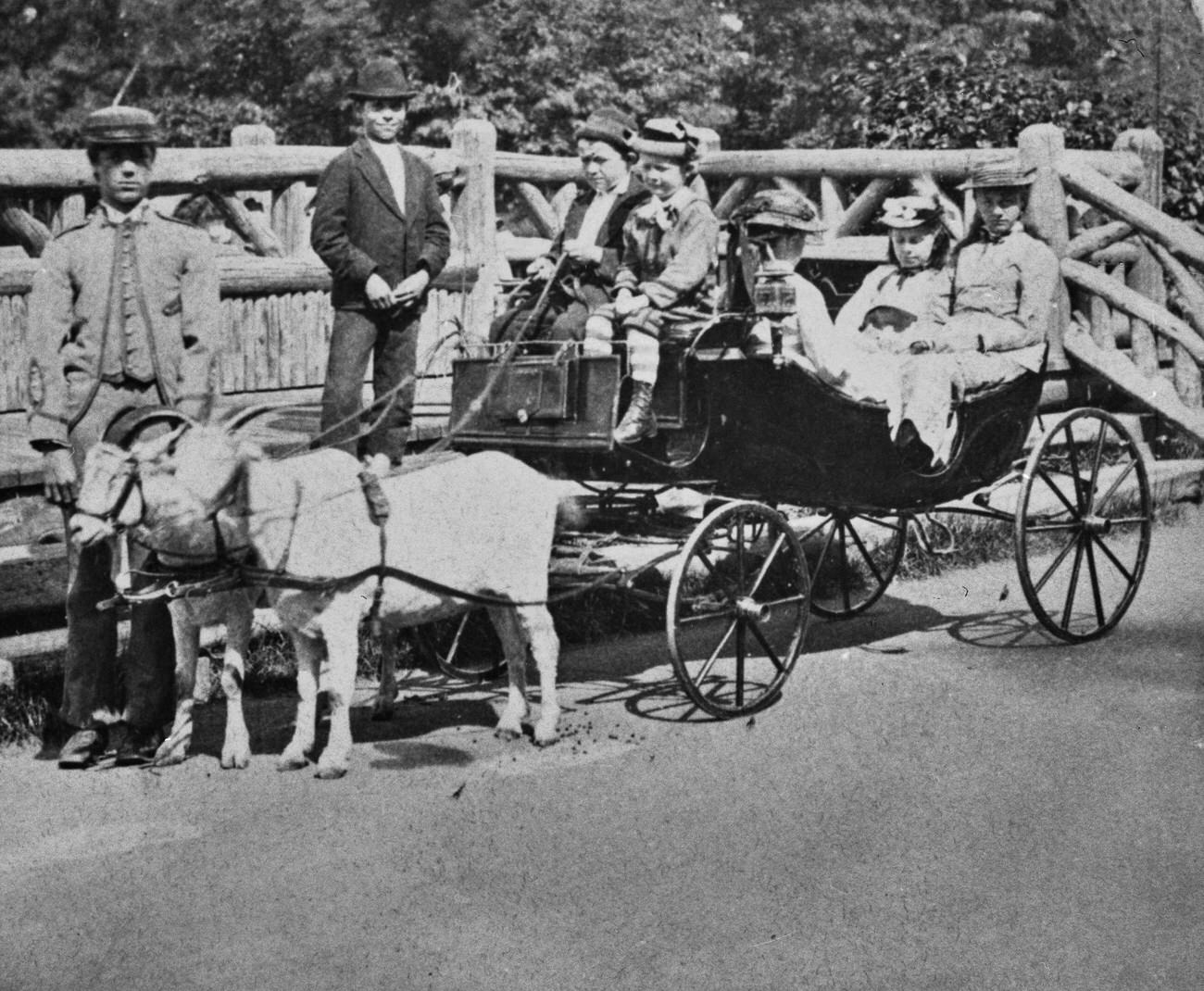 Children Riding In A Goat Cart In Brooklyn, 1890