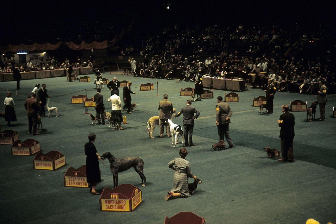 View Of The Hound Group At Westminster Kennel Club Dog Show, Madison Square Garden, Manhattan, 1957.