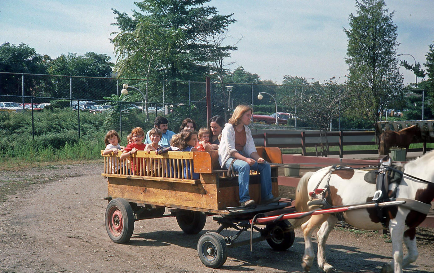 A Young Woman Steers A Horse-Drawn Wagon At The Queens Zoo In Flushing Meadows Park, Queens, 1978.