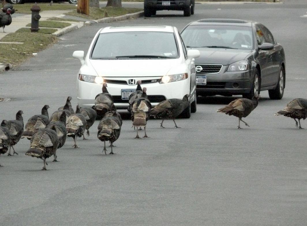'You Chase Them Away, And They Just Come Back': Turkeys Slow Traffic As They Cross Laconia Avenue, First Noticed As A Problem Around 1996 In Staten Island, 2008.