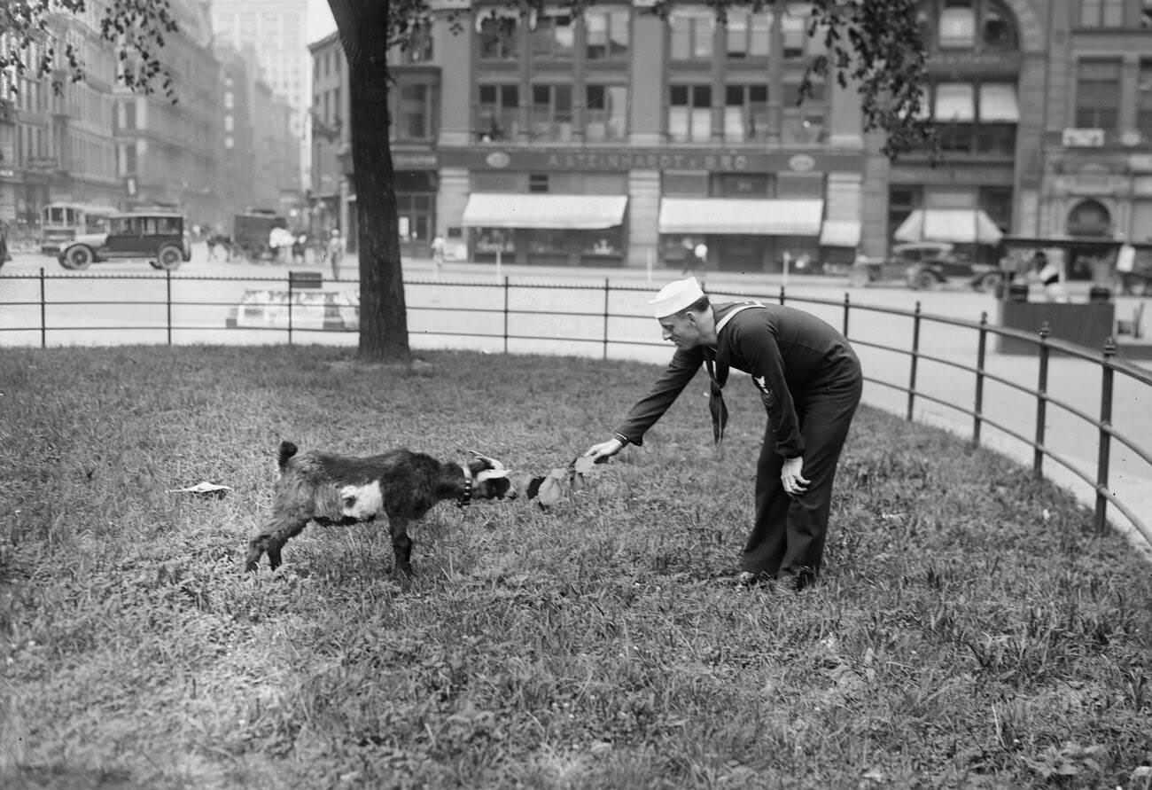 William J. Reilly, A Sergeant In The Navy And Vaudeville Performer. Reilly Is With A Goat On The Grounds Of The Uss Recruit, 1910S.