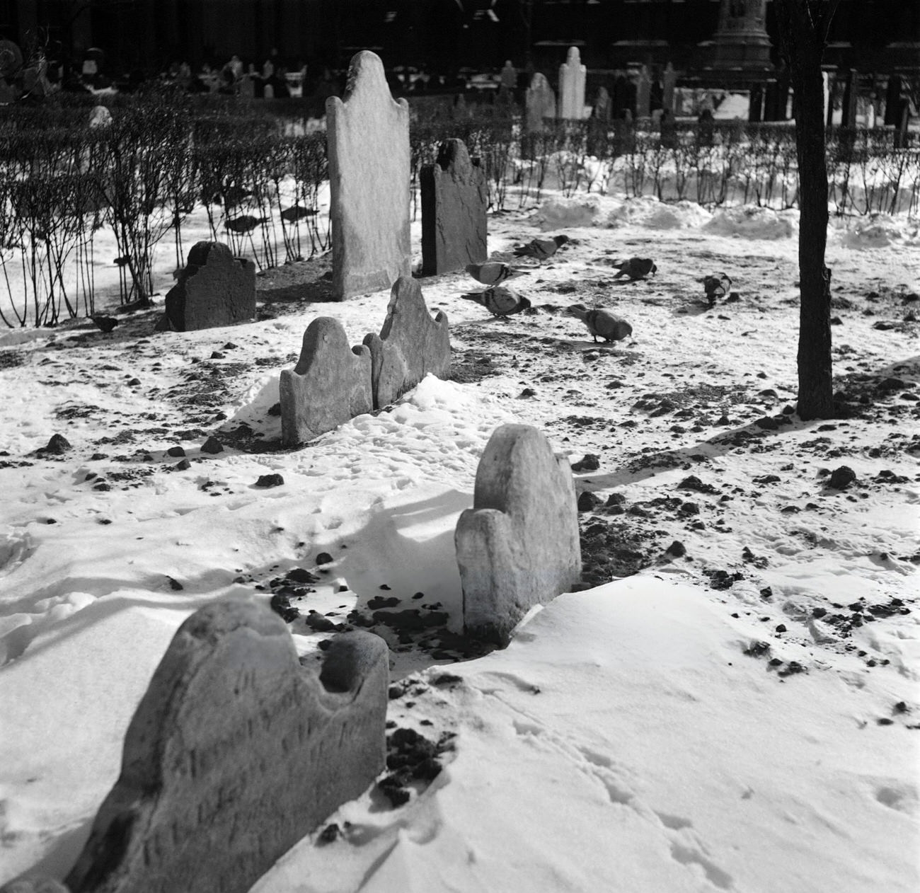 17Th And 18Th Century Graves Covered With Snow In The Cemetery Surrounding Trinity Church, 1947.