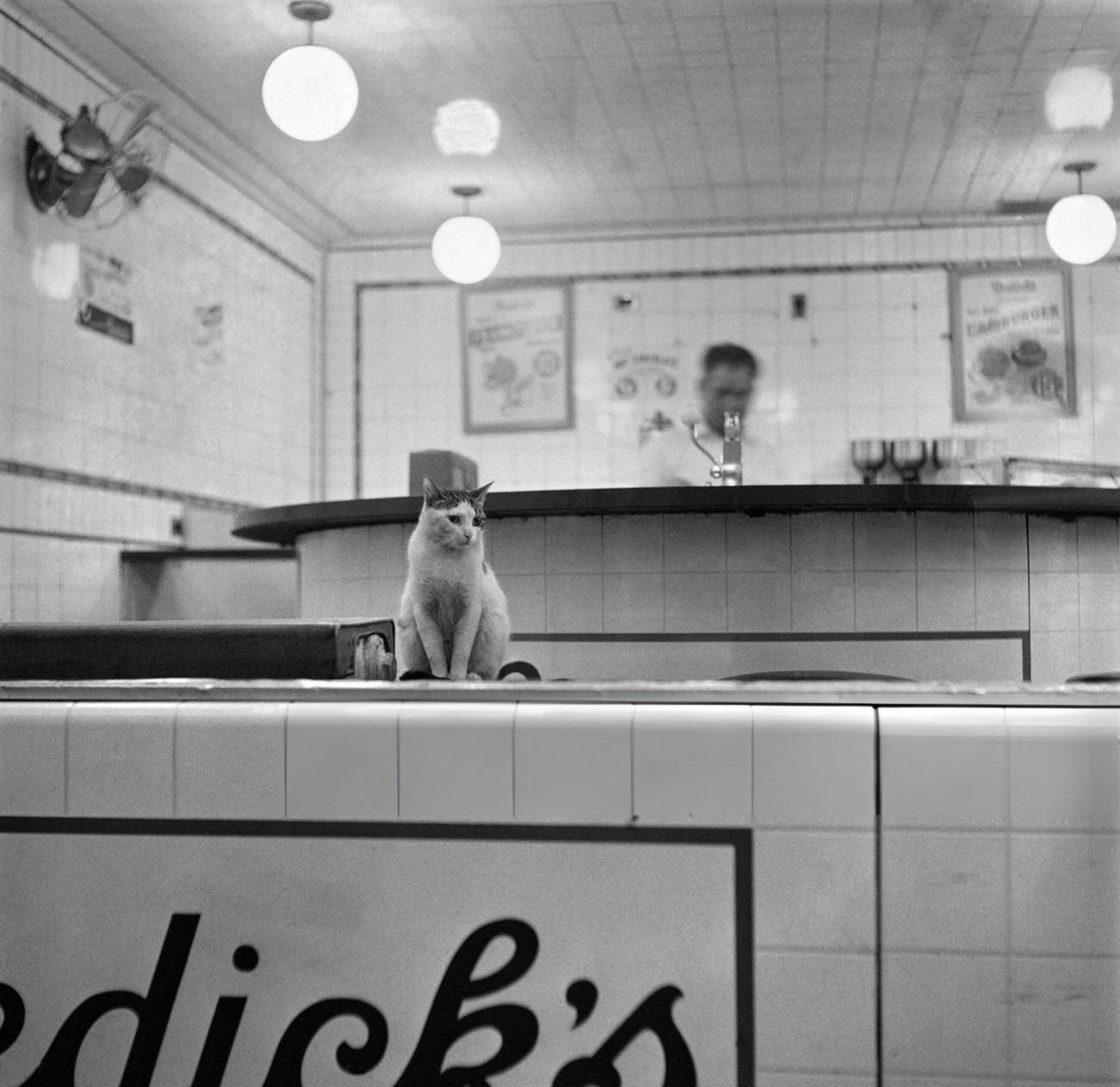 A Cat Sits In An Empty Night Bar On Broadway, 1947.