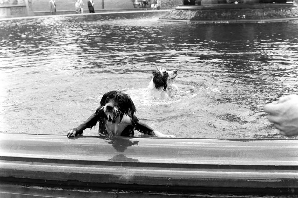 Everyday Life In Central Park In The Summer Of 1961 Through Vintage Photos