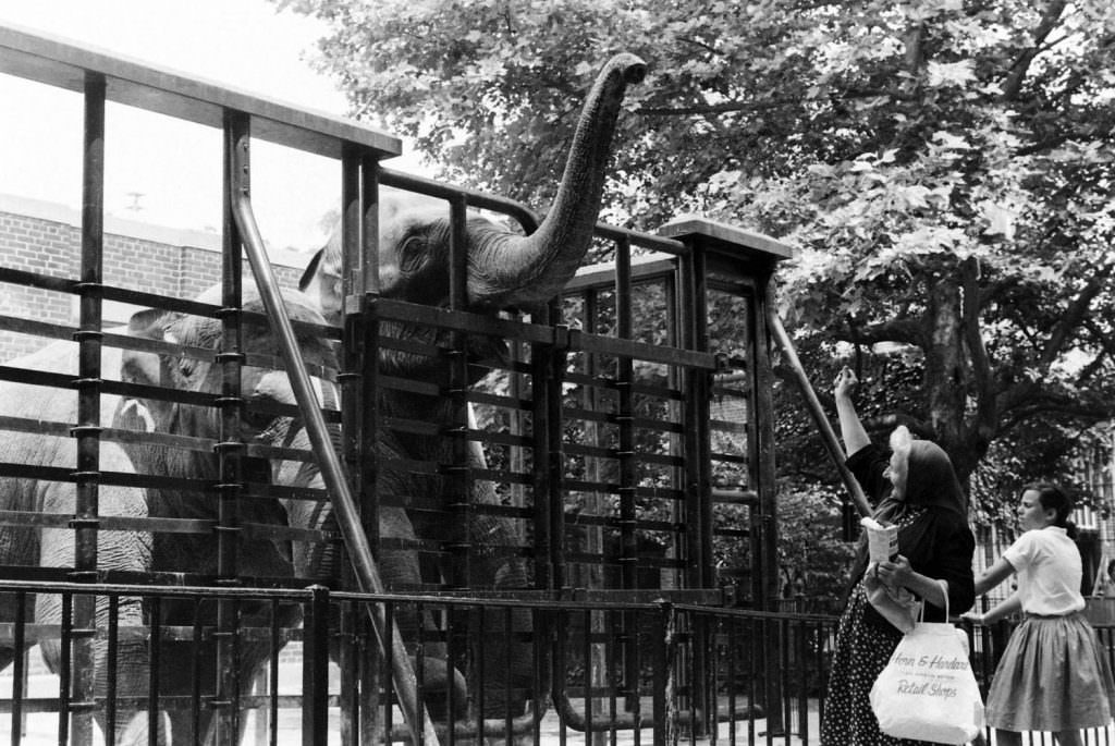 Everyday Life In Central Park In The Summer Of 1961 Through Vintage Photos