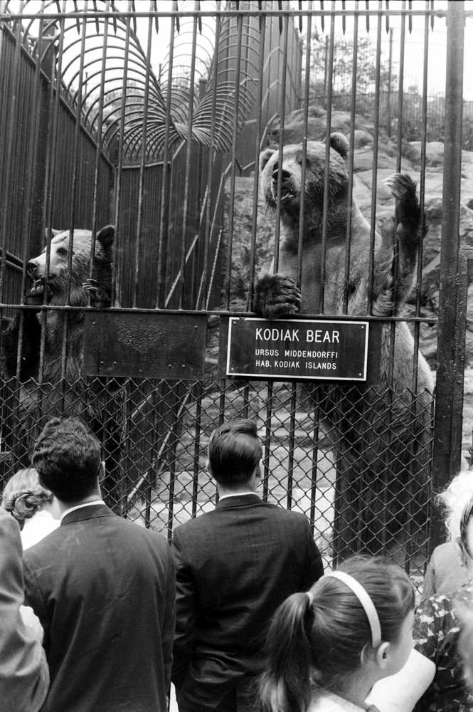 Everyday Life In Central Park In The Summer Of 1961 Through Vintage Photos