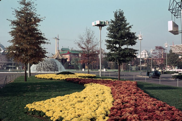 Fall Flowers