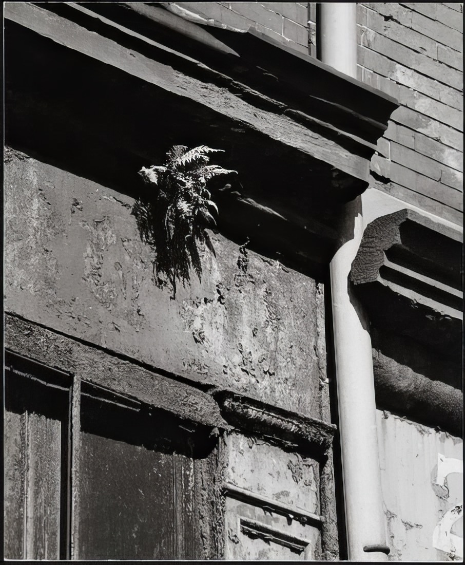 Fern growing on the facade of 220 Front Street, 1975.