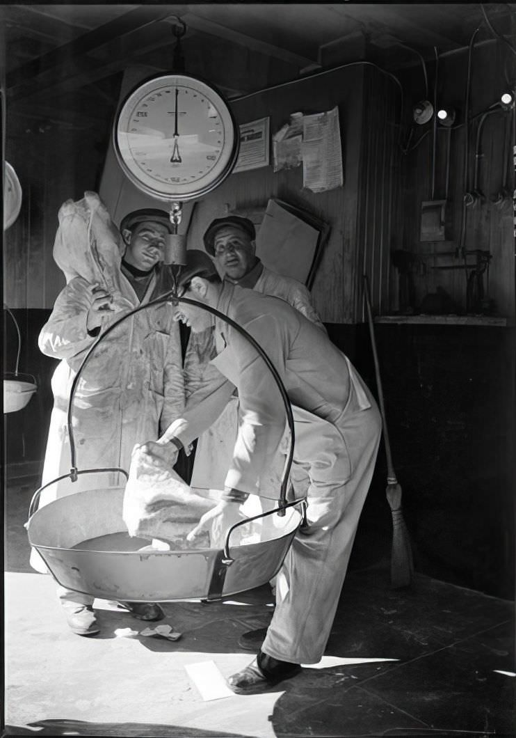 Beef Weighing, 1938.