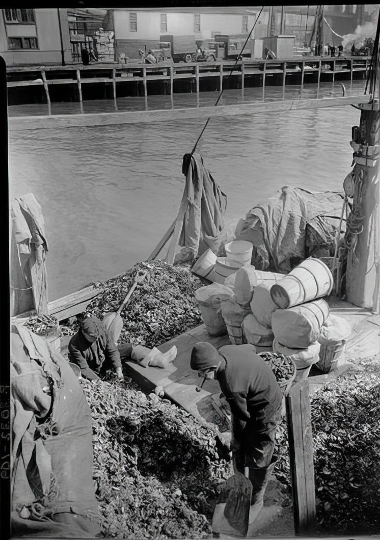 Fulton Street Market: Unloading Mussels 2, 1938.