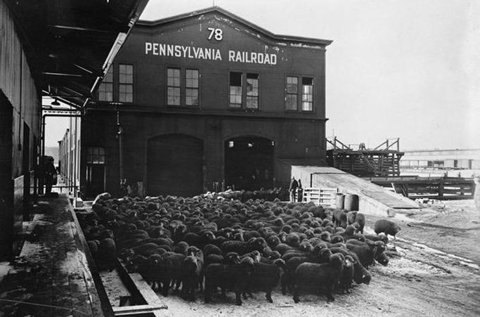 Live Sheep in Pennsylvania Railroad -- Pier 78, 1938.