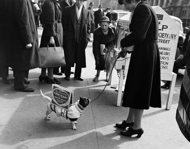 Picketing for the Humane Society at 42nd Street & 6th Avenue, 1940.