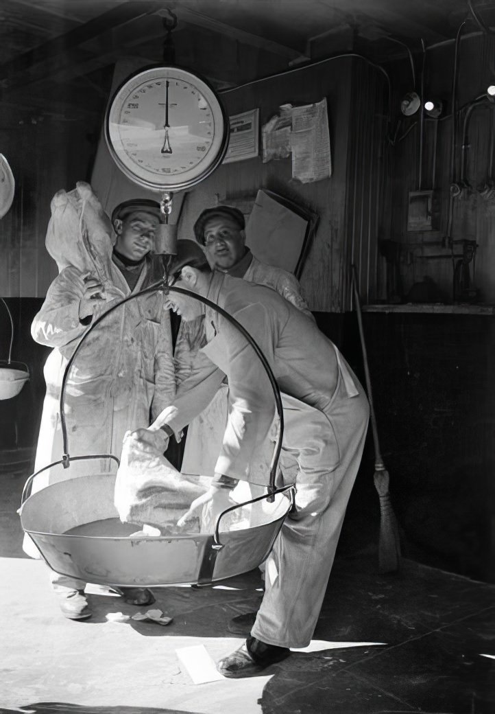 Beef weighing, 1938.