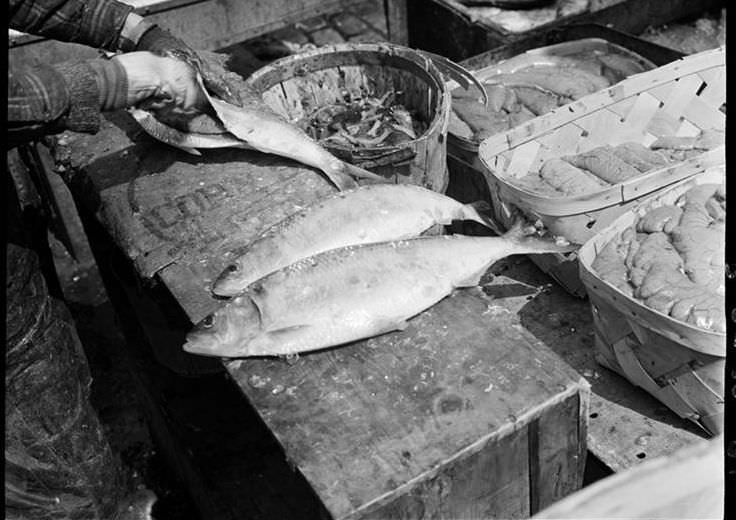 Fulton Fish Market: Cleaning fish, 1938.