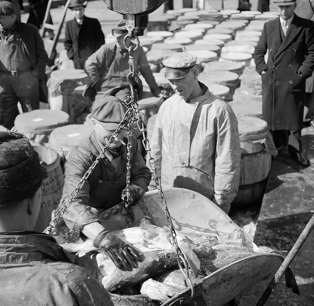 Waterfront scene: Weighing fish, May 1937