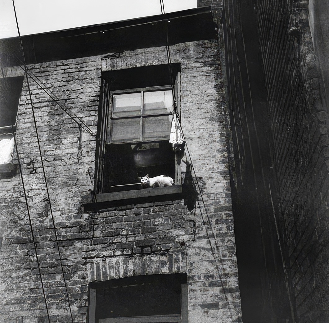 A cat in a window, 1936.