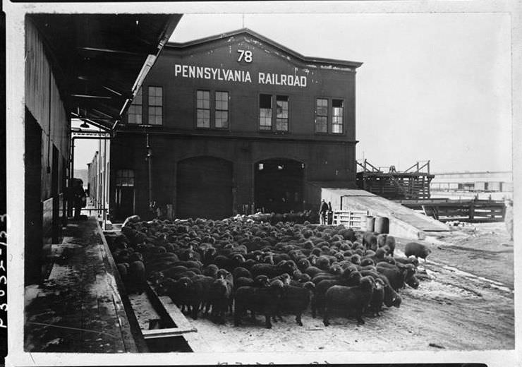 Live sheep at Pennsylvania Railroad Pier 78, 1938.