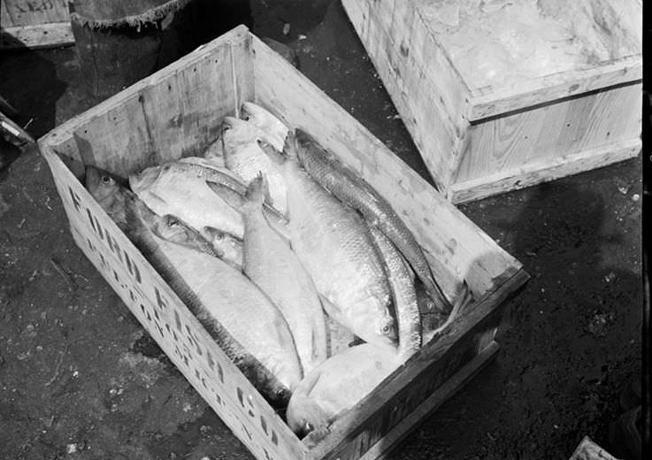 Fulton Fish Market: Red snappers, 1938.