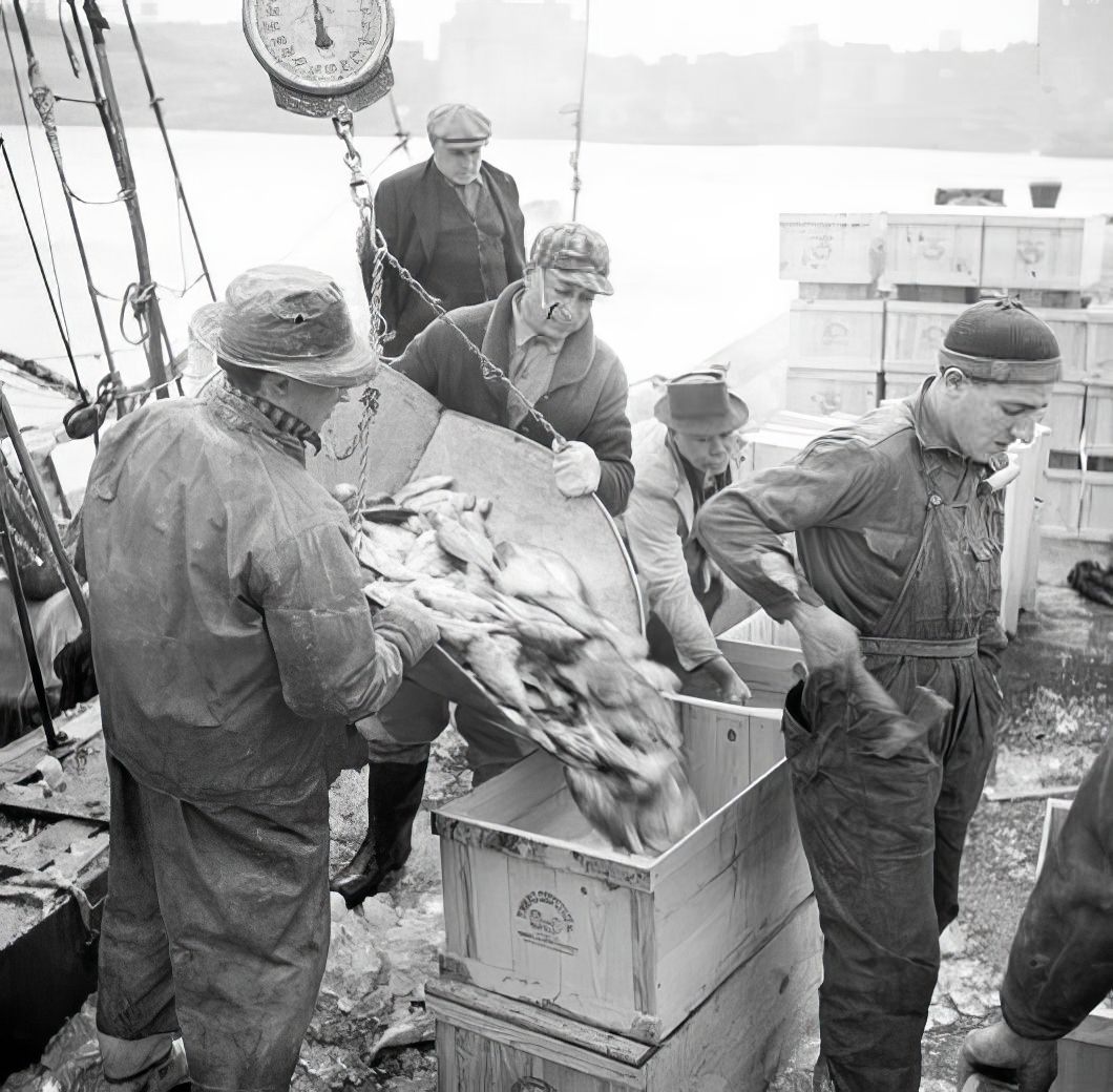 Waterfront scene: unloading fish, May 1937.