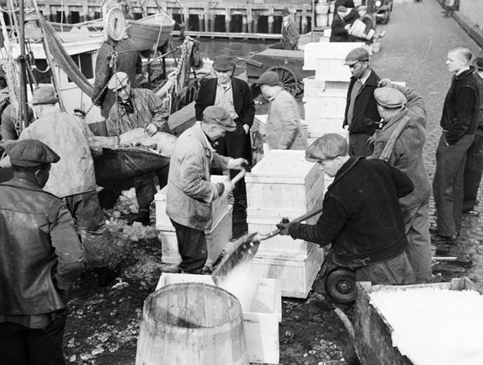 Fulton Street Market: Icing fish, 1938.