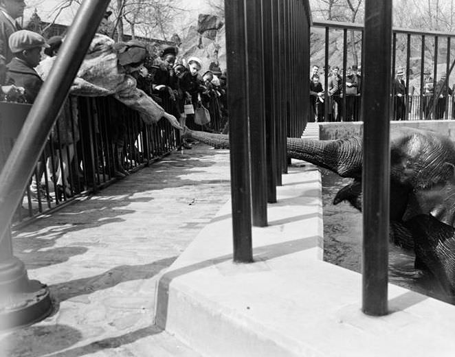 Feeding an elephant, 1940.