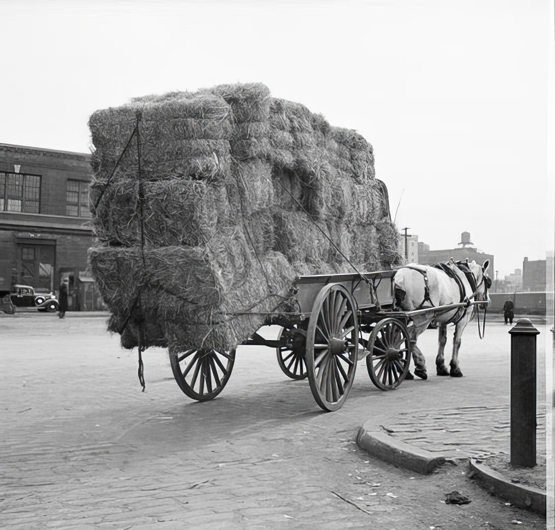 Horse-drawn cart with hay, 1937.