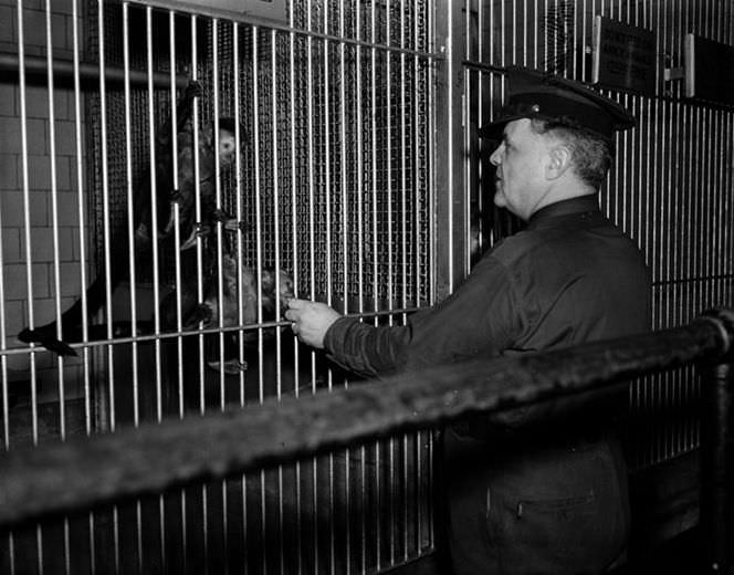 Central Park Zoo, 1940.