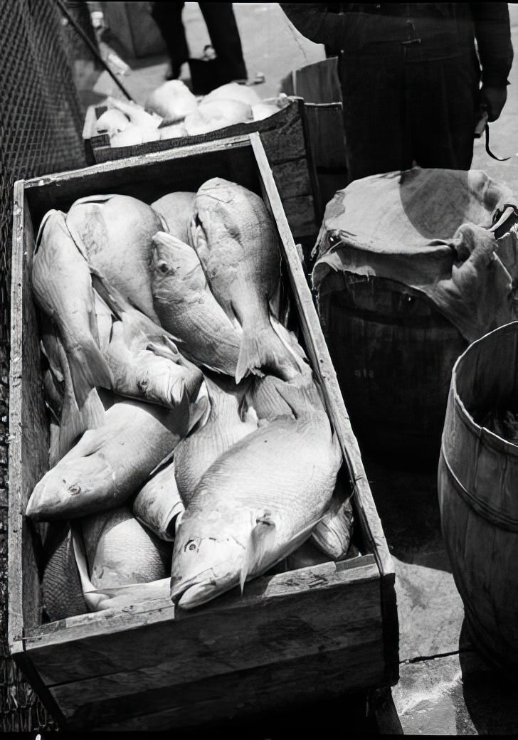 Fulton Fish Market: red snappers, 1938.