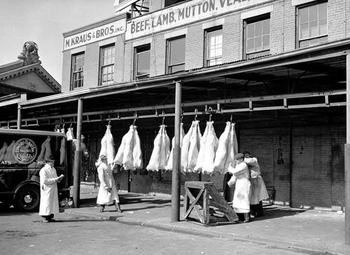 Beef loading/weighing, 1938.