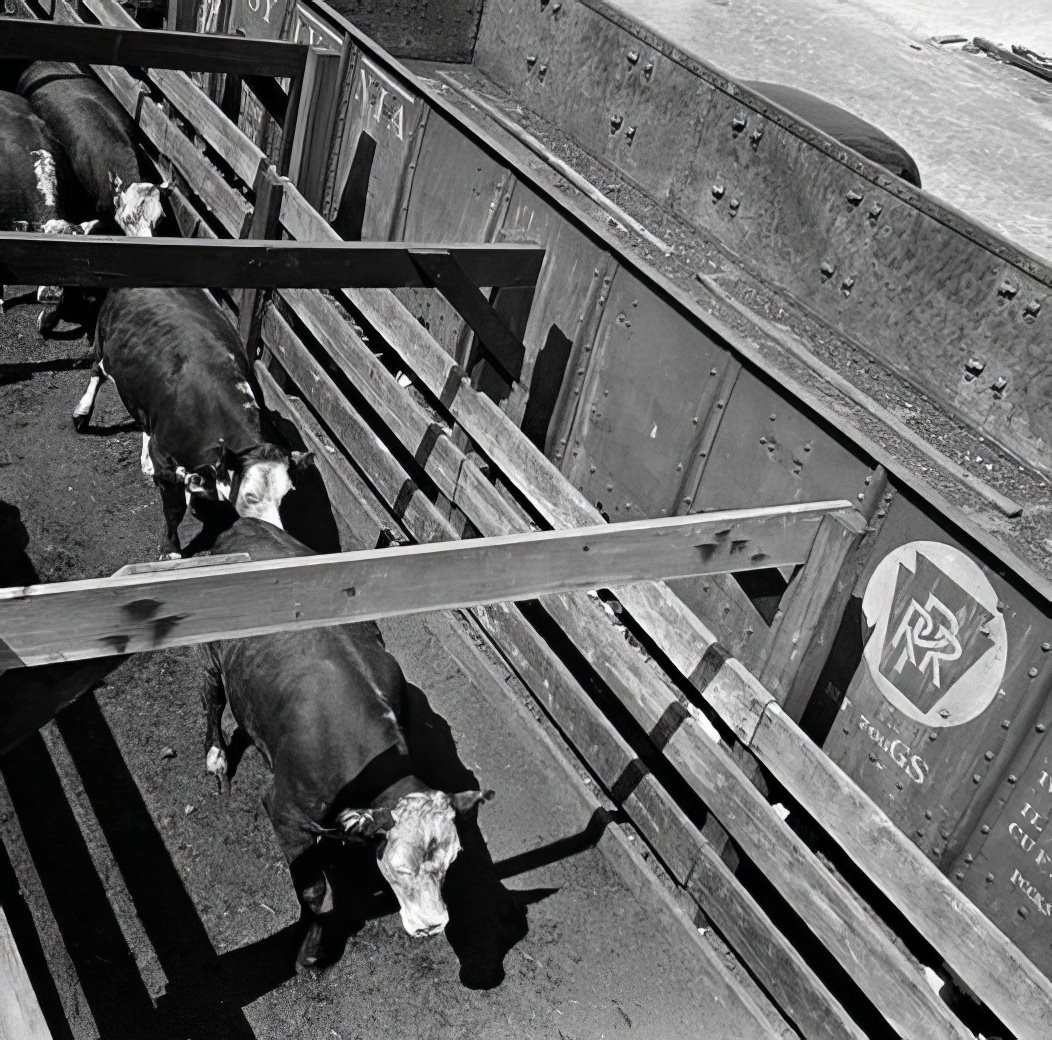 Penn R.R. Pier 28: line Stark, beef, 1938.