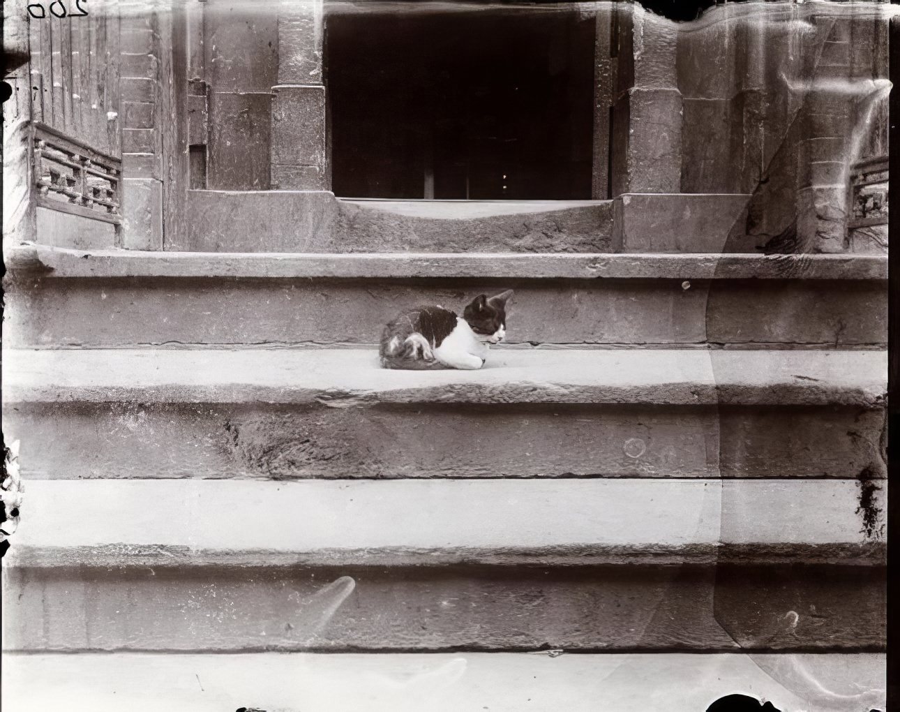 Cat on tenement house steps, 1891.