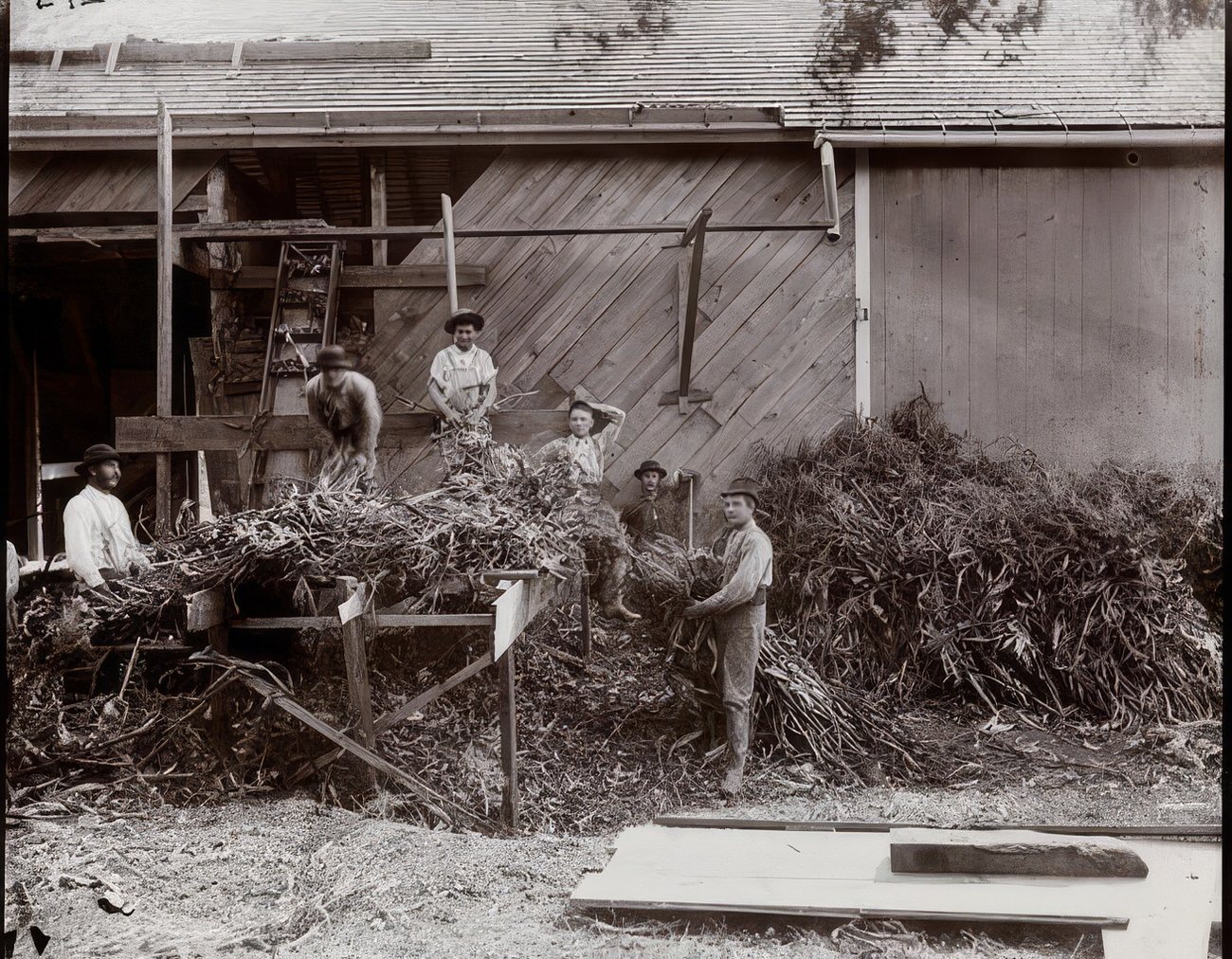 Children of the Children's Aid Society storing the silo for winter, 1894.