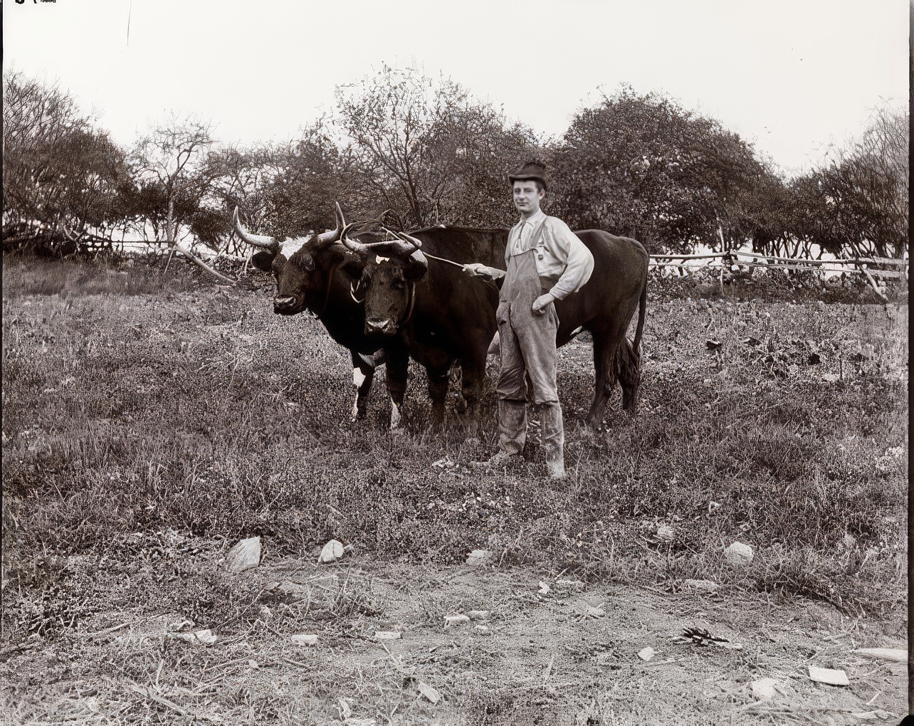 "Adolph" with his oxen at the Children's Aid Society farm, 1894.