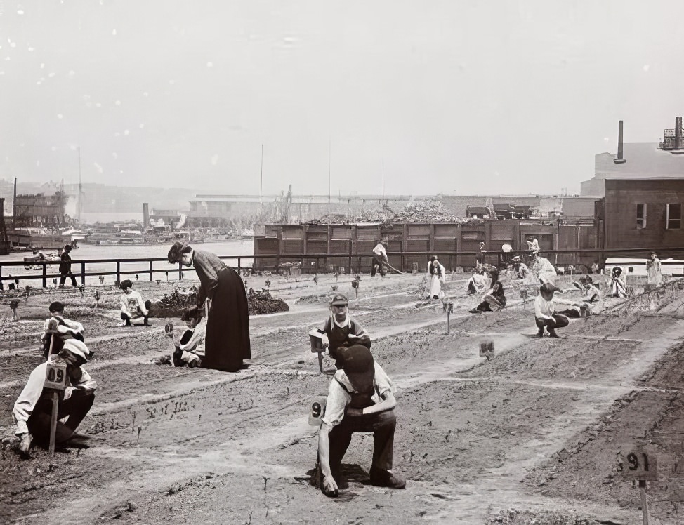 Truck farming on the site of Stryker's Lane, 1894.