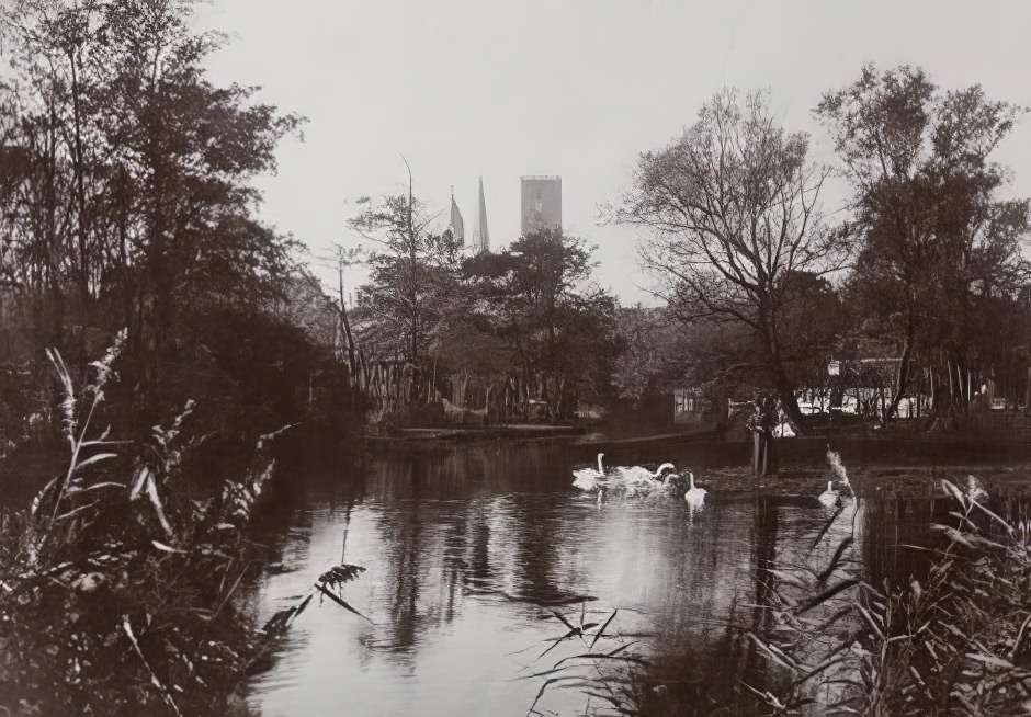 "The swans arch their necks in the limpid stream," 1904.