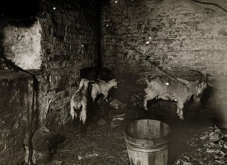 Goats in their stable, circa 1900.