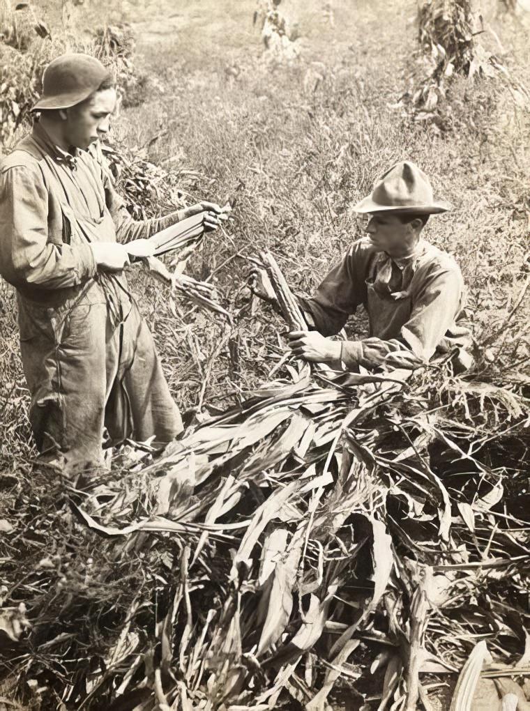 Boys sent to farms, 1890s.