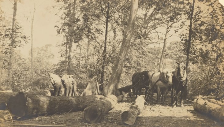 Lumbering on Staten Island, 1900s.