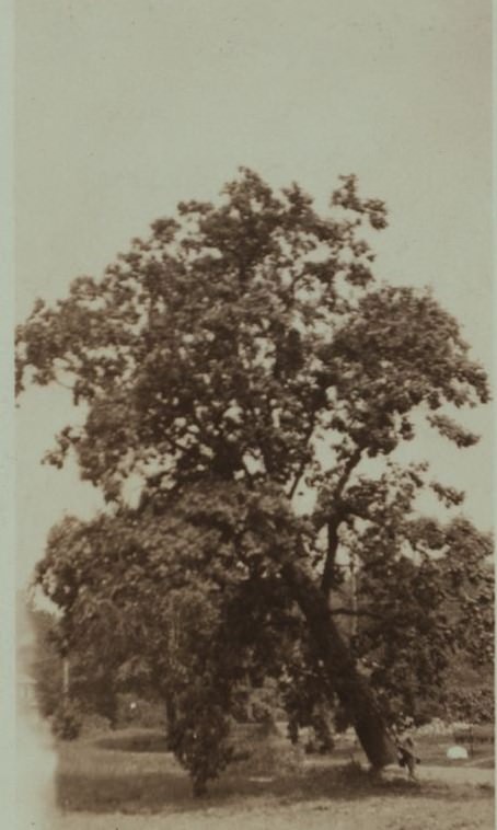 Lumbering on Staten Island, 1900s.