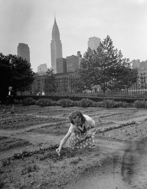 A girl tends a victory garden at a school on 1st Avenue, vegetable, fruit, and herb gardens planted at public parks, 1940s.