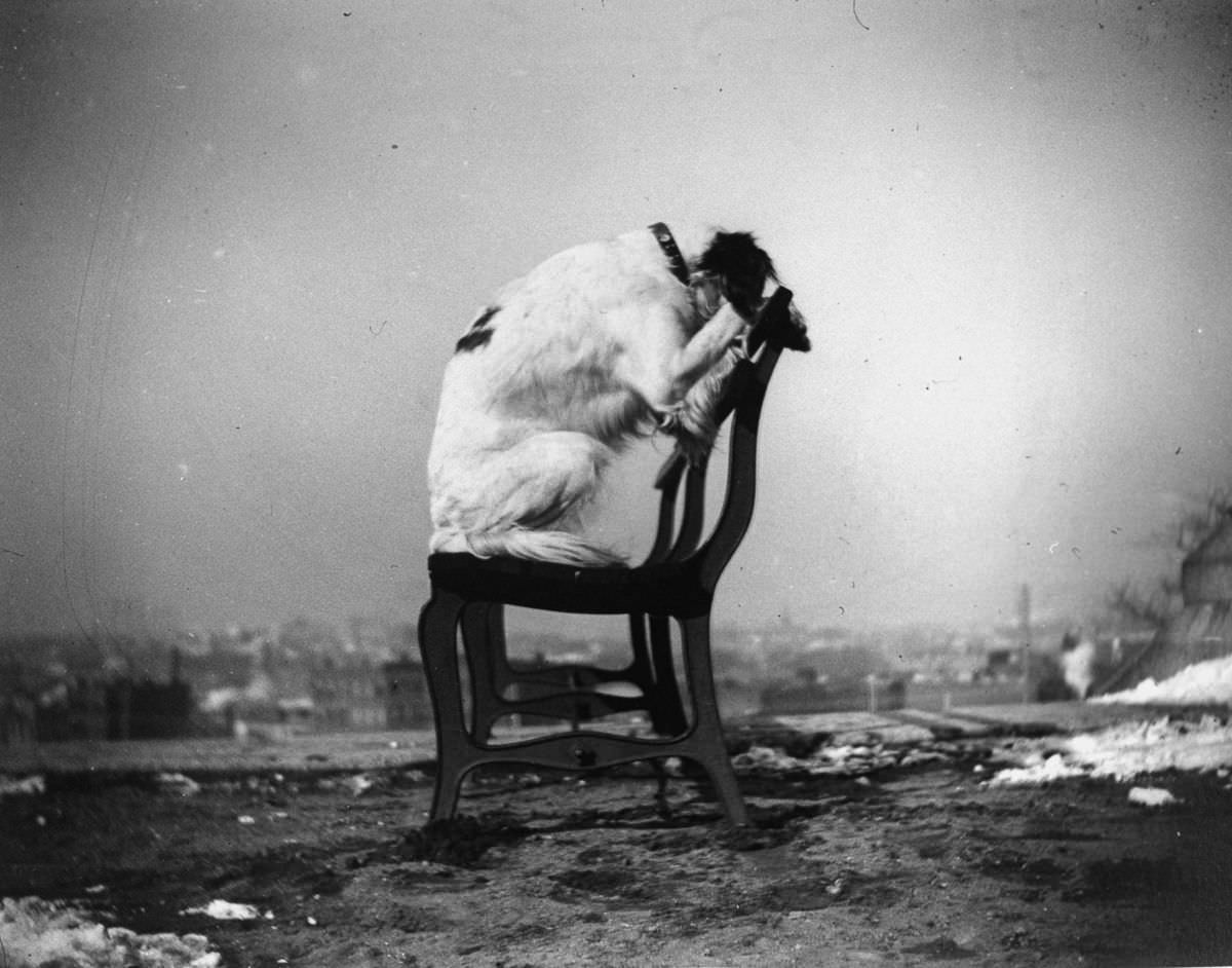 H.B. Leckler’s dog Mace poses atop a chair in Fort Greene, 1886.