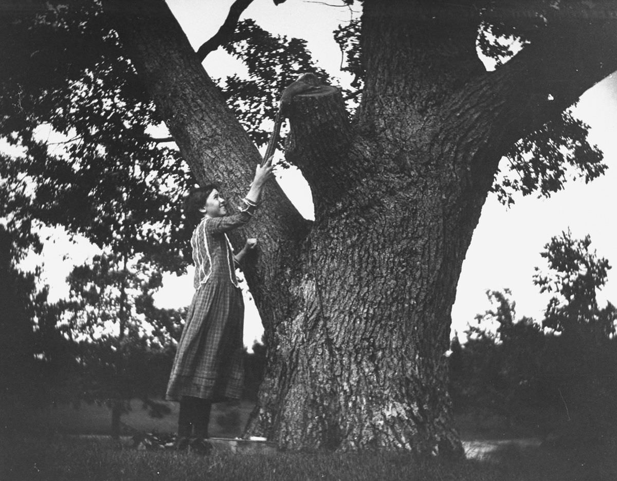 Miss Brown holds a cob of maize for a squirrel to eat, 1888.