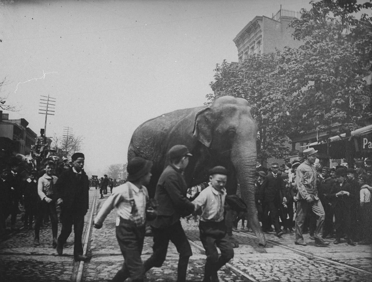 An elephant from the Barnes Circus walks down Atlantic Street in Brooklyn, 1891.