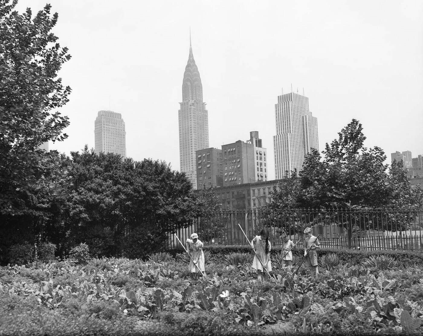 Children working in Victory Gardens in St. Gabriel's Park, New York City, Chrysler Building visible in background, 1943.