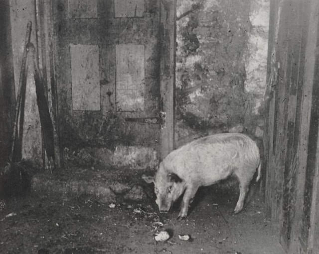 A Swine in the streets of tenements.