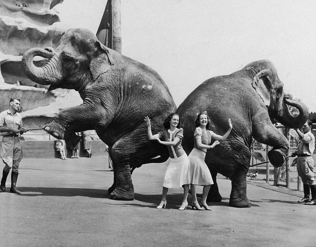 Virginia Stevenson and Rivers Harrison imitate the pose of two of Frank Buch's elephants at the 1939 New York World's Fair, 1939.