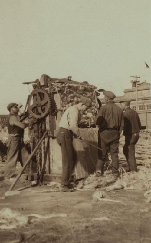 Workmen gathering sisal hemp for baling in Richmond, Staten Island - Tompkinsville, 1925.